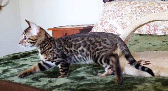 3 month old bengal clearance kitten